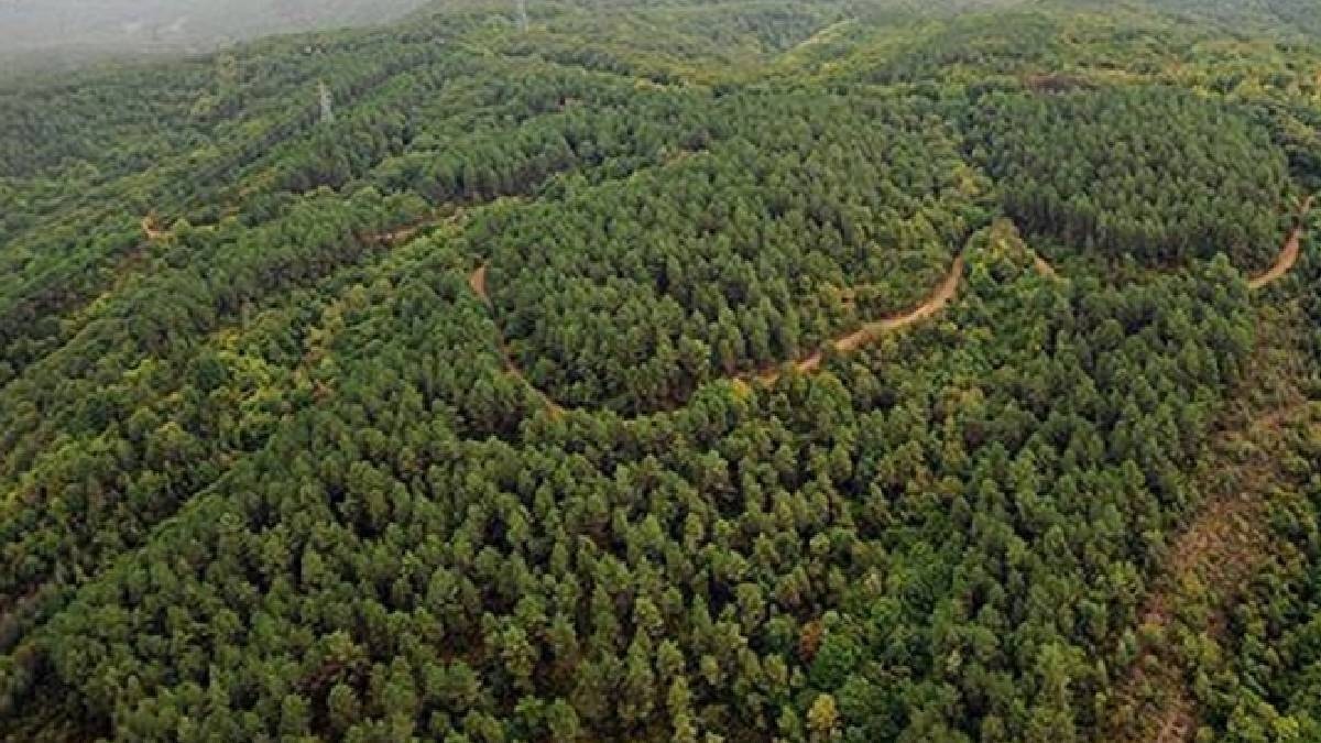Edirne'de ormanlık alanlara girişler yasaklandı