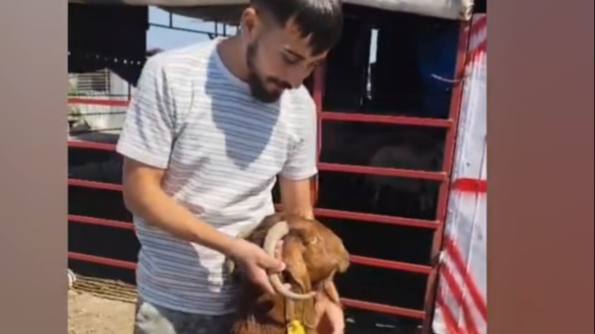 Osmaniye’de keçinin kulağından boynuz çıktı