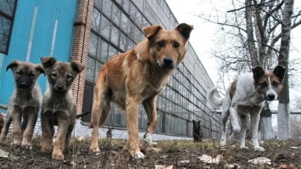 Ukrayna savaşı, köpekleri de değiştirdi